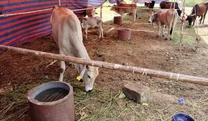 Pratapgarh: तेजी से बढ़ रहा लंपी संक्रमण का कहर, 24 घंटे में 55 गायों की मौत 